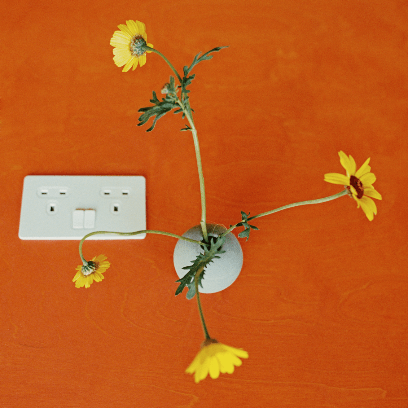 A top-down view of four yellow flowers in a white vase on a bright orange table. Next to the vase are two electricity sockets
