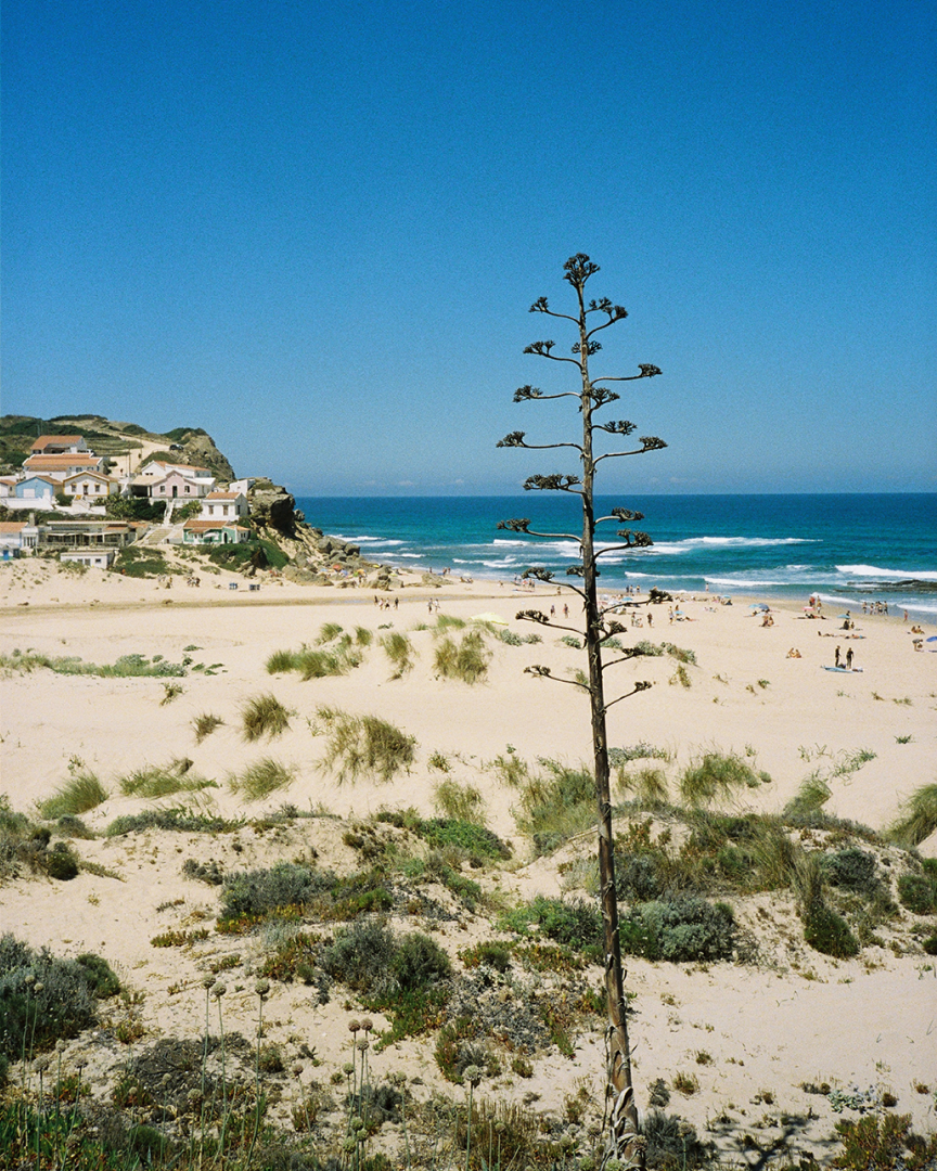 An image of a beach, sea, with local plants